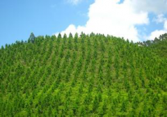 贵州省织金县造林碳汇项目